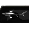 Shark Sticker S3 All size regular & Chrome Mirror Vinyl Colors